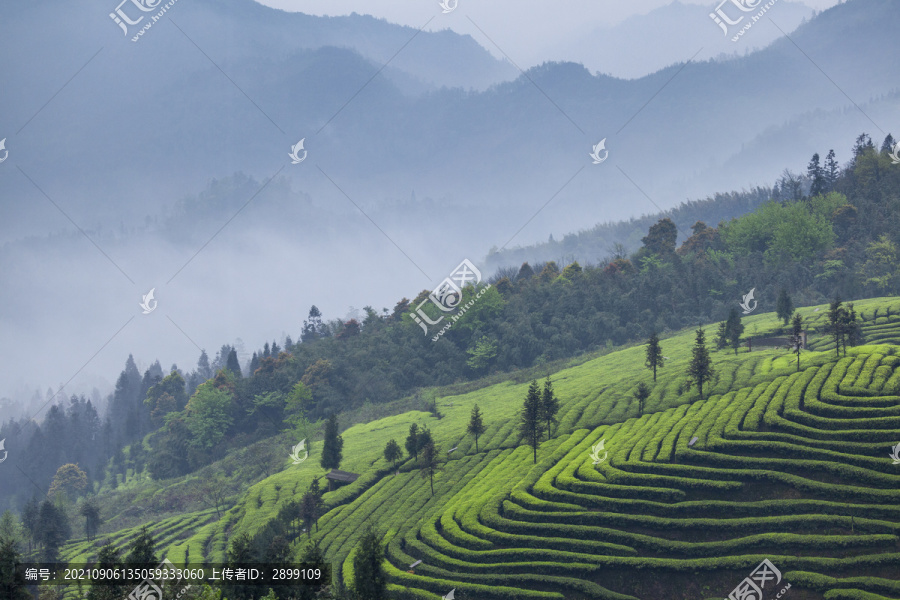 蜿蜒茶山薄雾缭绕茶山风光