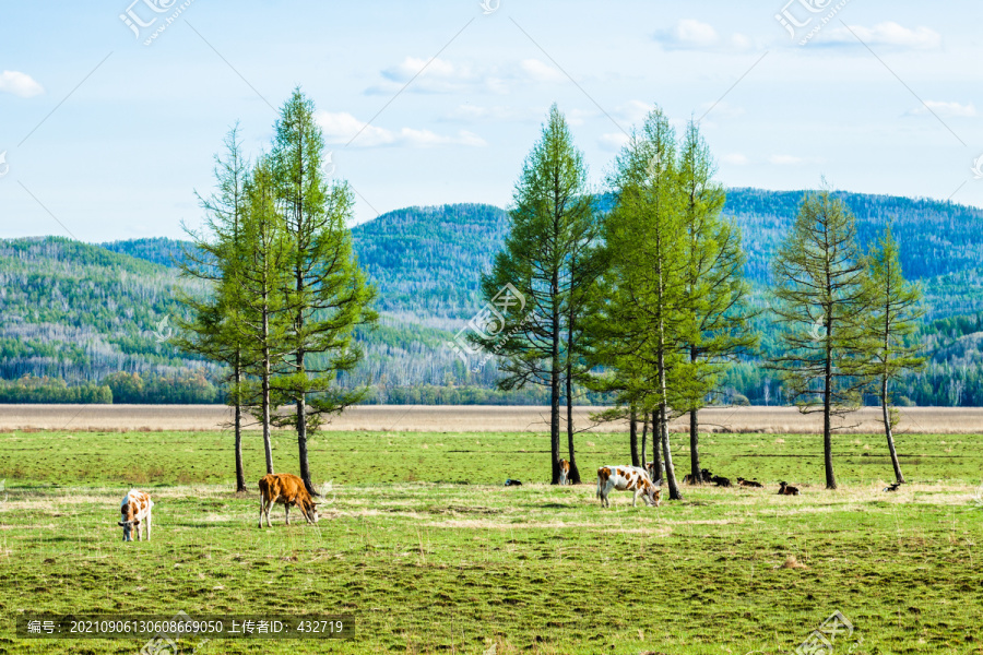 春季树林放牧牛群