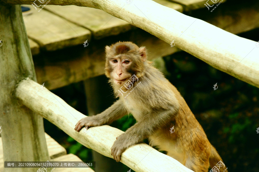 武当山一只手扶栏杆笑脸的猴子