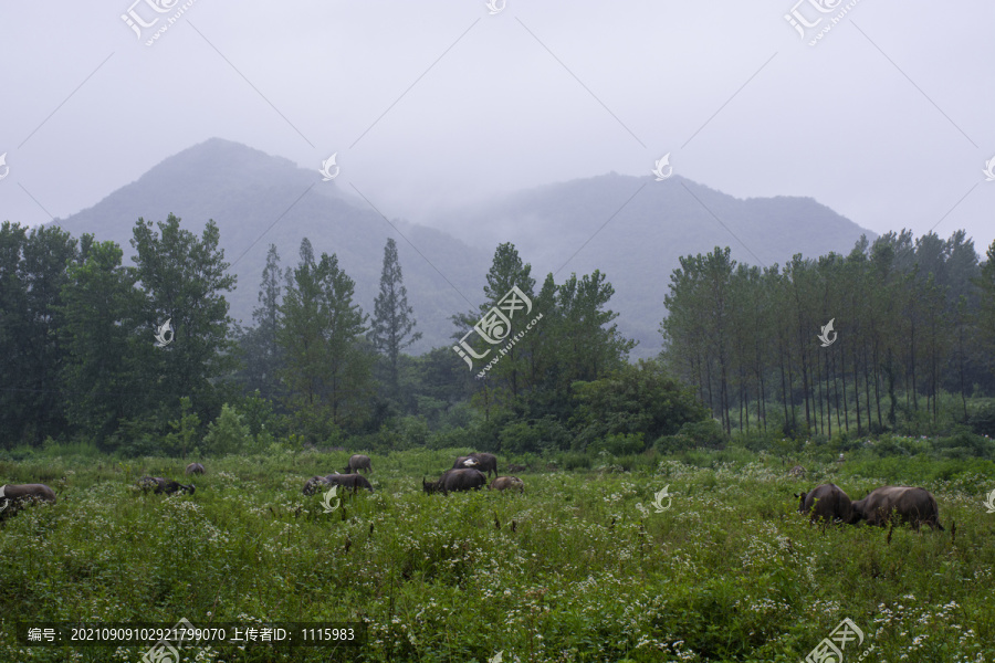 山野