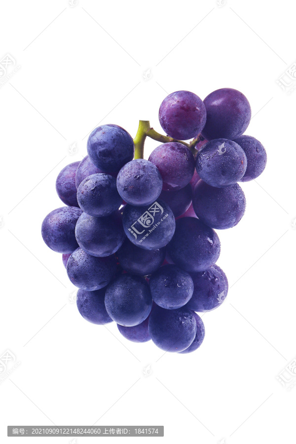 紫葡萄