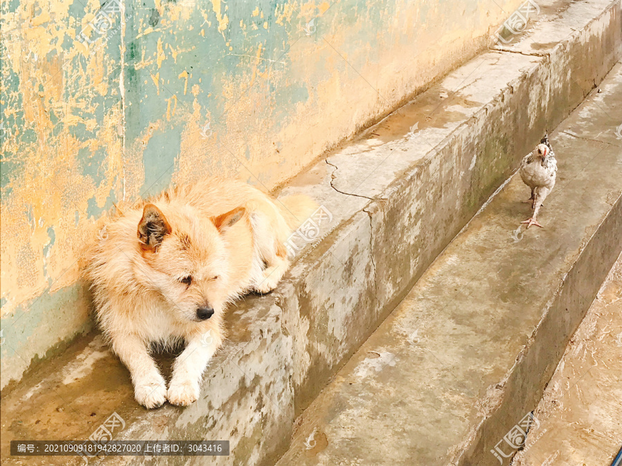 野狗家犬农村悠闲