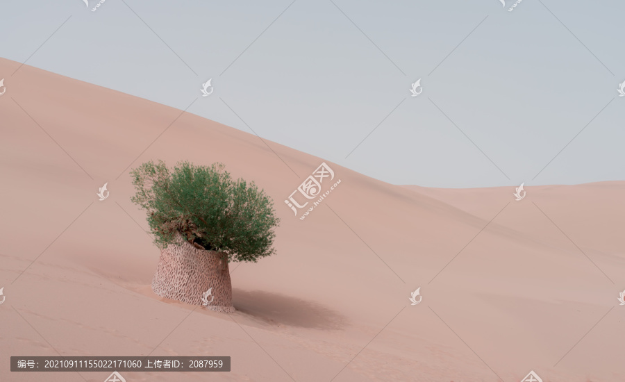 沙漠中一棵孤独的树