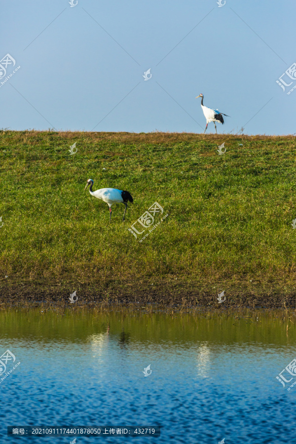 秋季湿地两只丹顶鹤