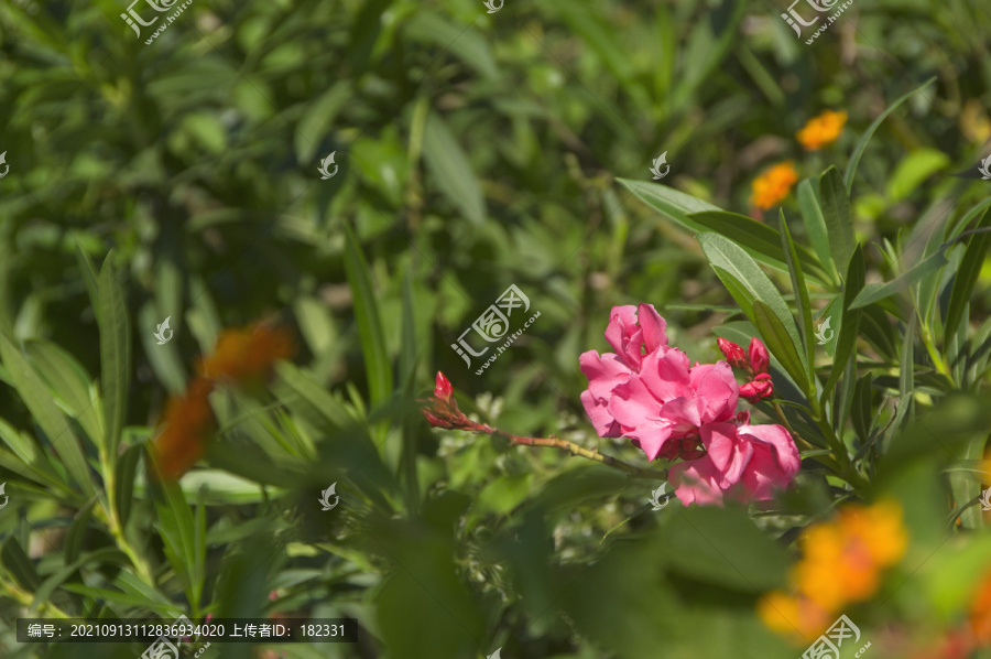 夹竹桃花草集