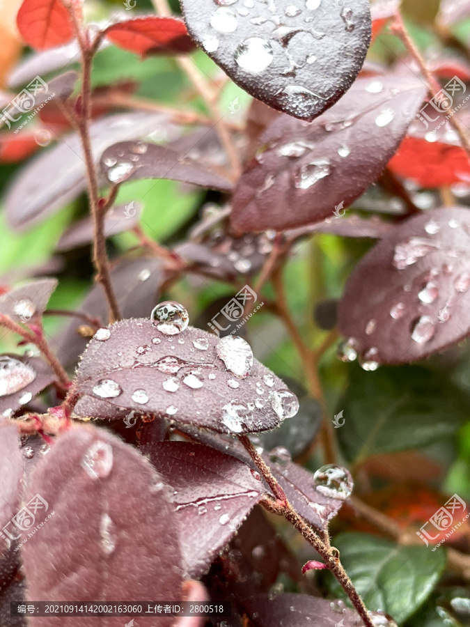 雨后的露珠