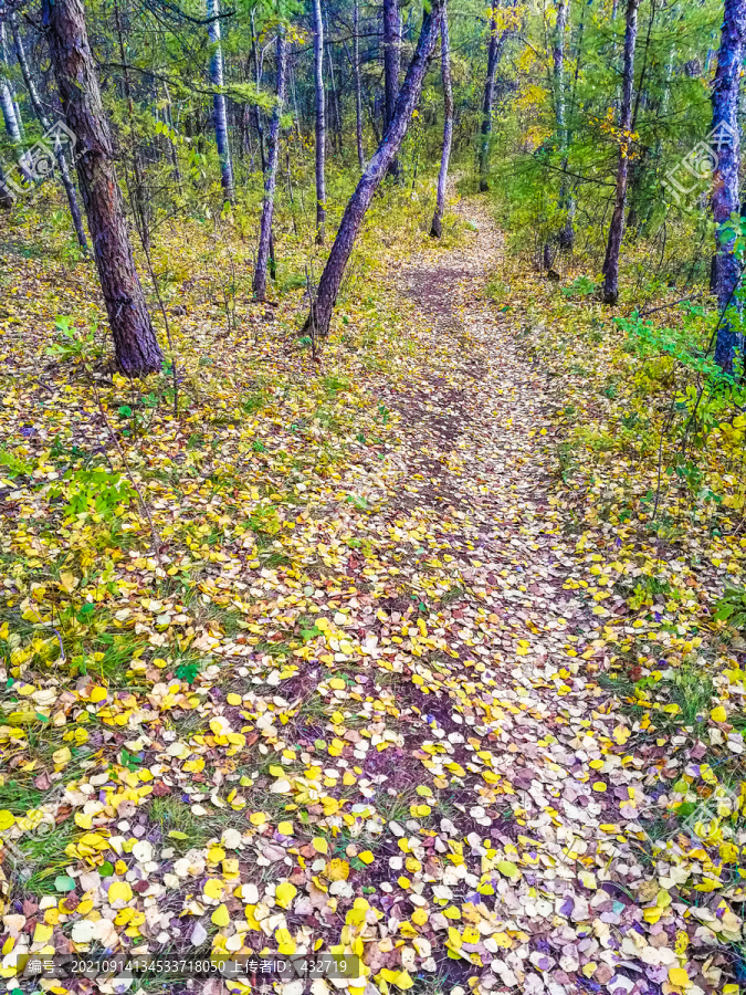 秋季森林小路落叶