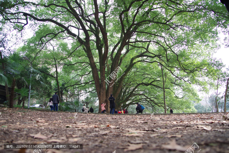 湖北武汉大学校内绿色植被