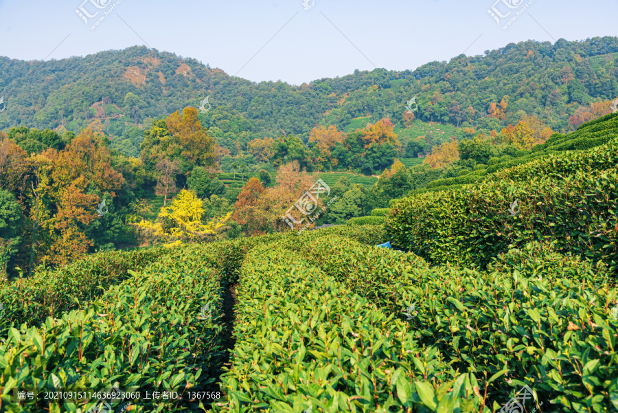 茶山