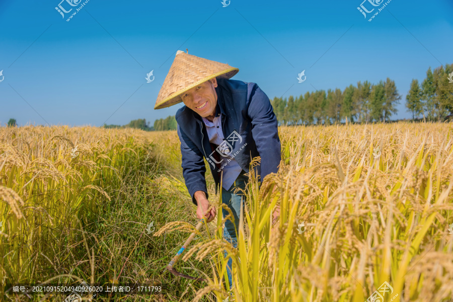 秋天收割水稻的亚洲男性农民