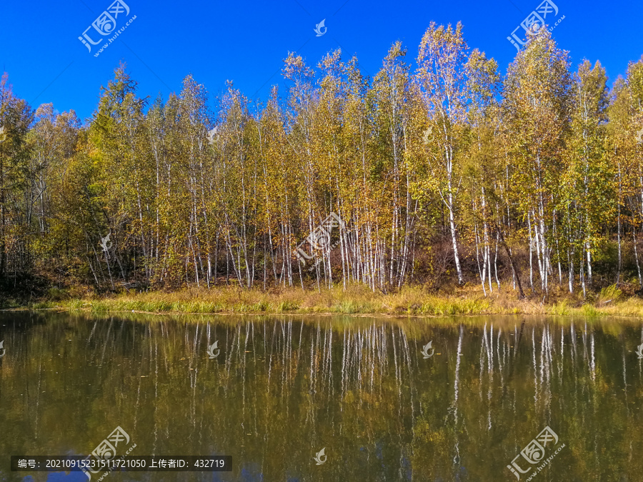 河流河畔白桦树