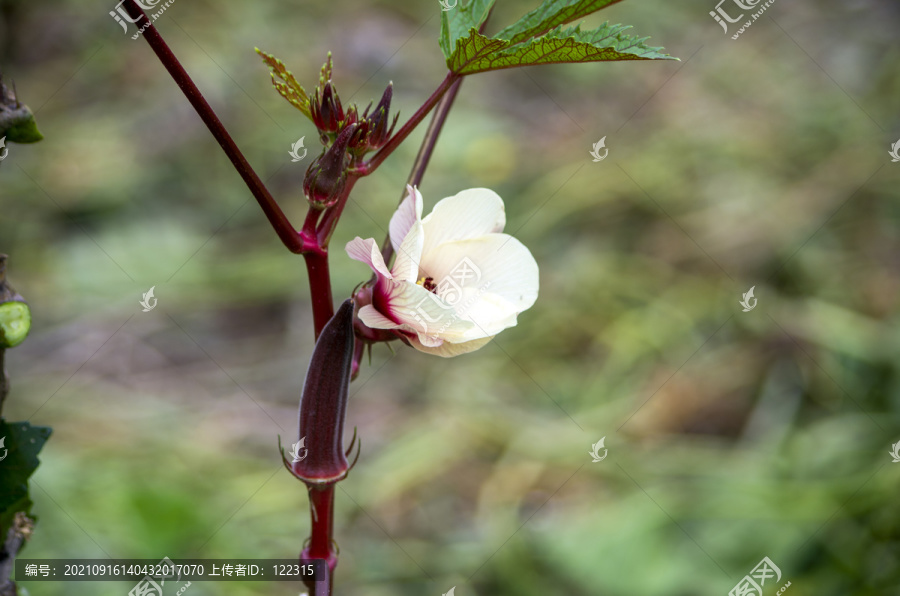 秋葵花