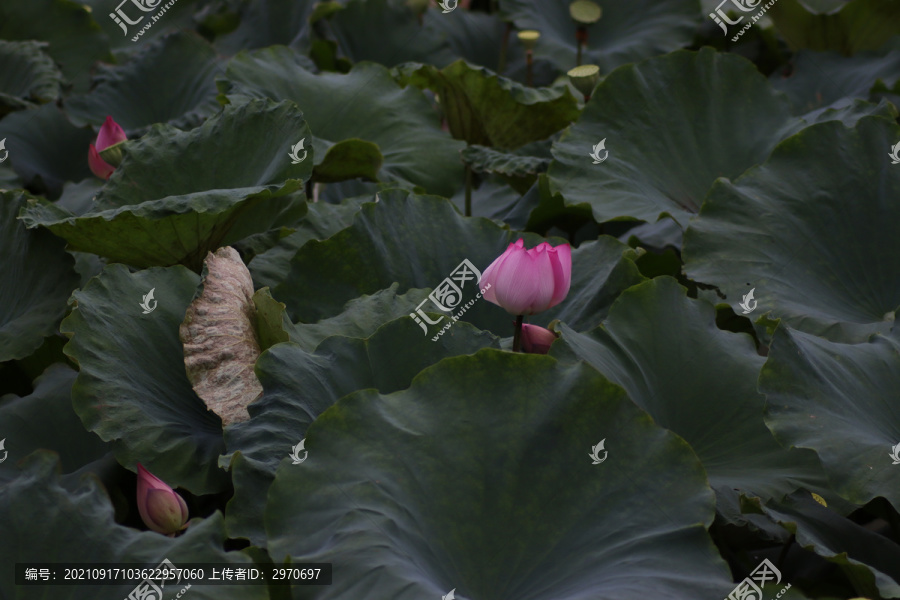 万绿从中一点红的荷花