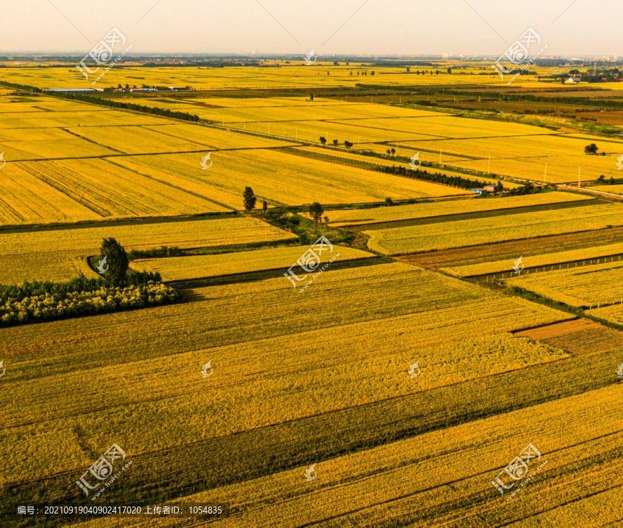 麦收农田