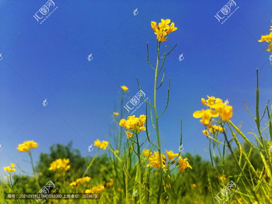 蓝天油菜花