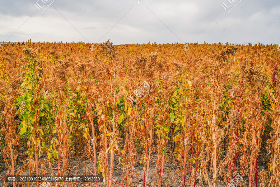 生态农作物藜麦