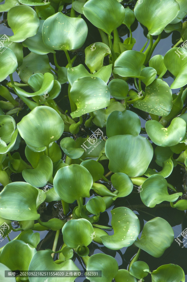 水浮莲植物
