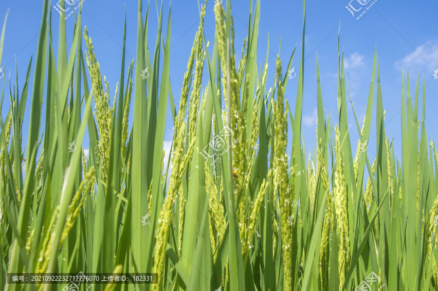 稻子稻穗稻花