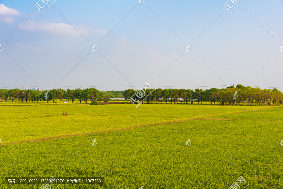 水稻田地