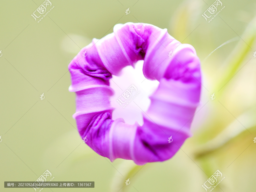 喇叭花