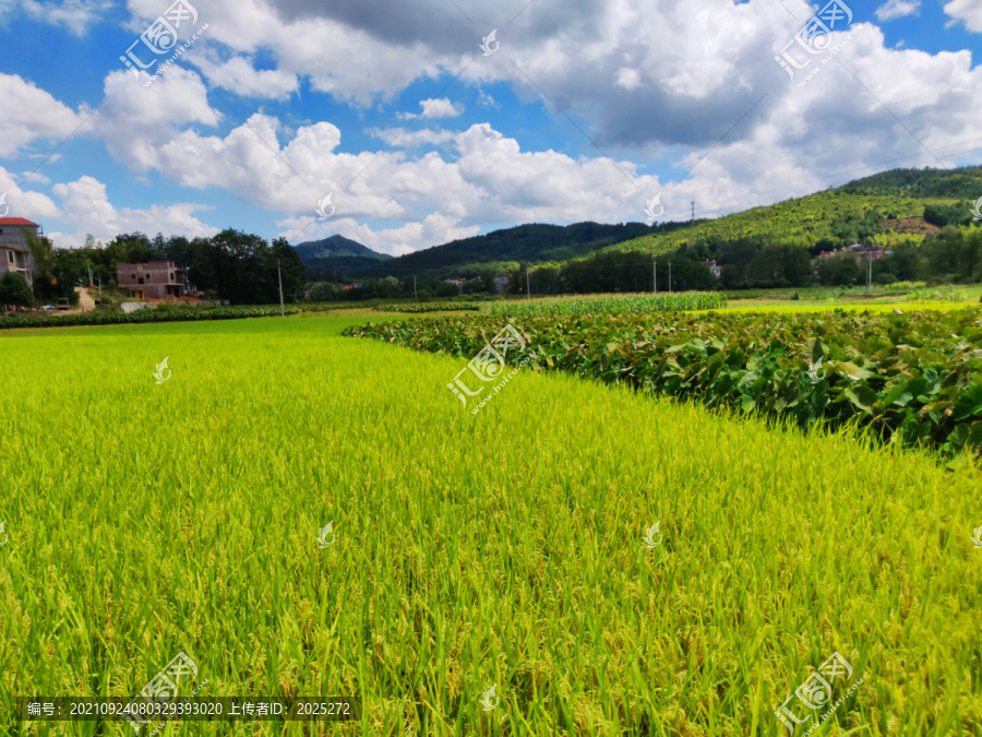 蓝天白云有机稻谷稻田香芋