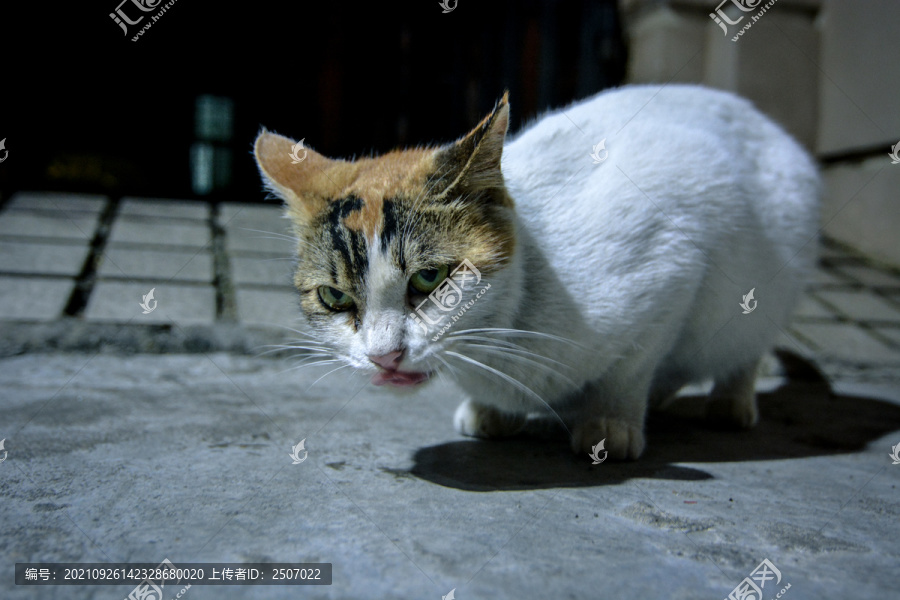 一只夜晚游荡在街头觅食的猫咪
