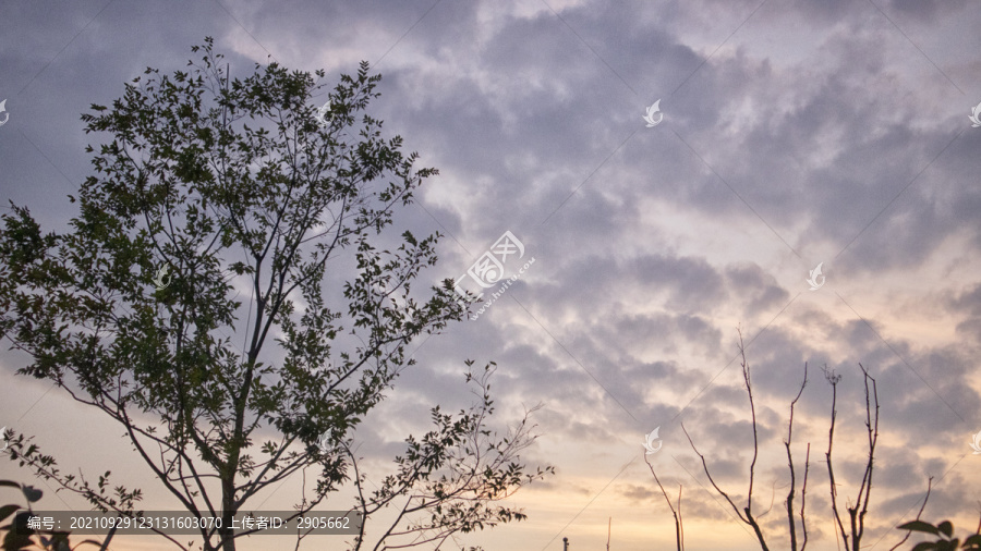 树枝天空