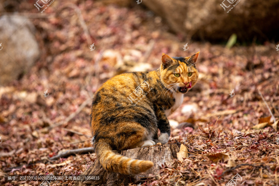 猫图片