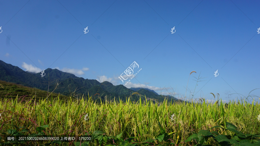 中峰贡米基地九