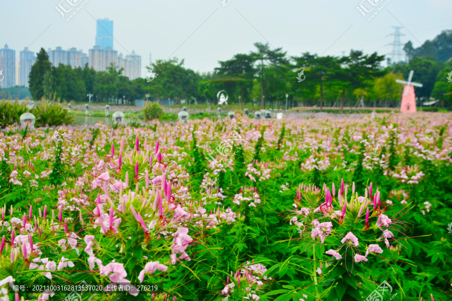 醉蝶花花海