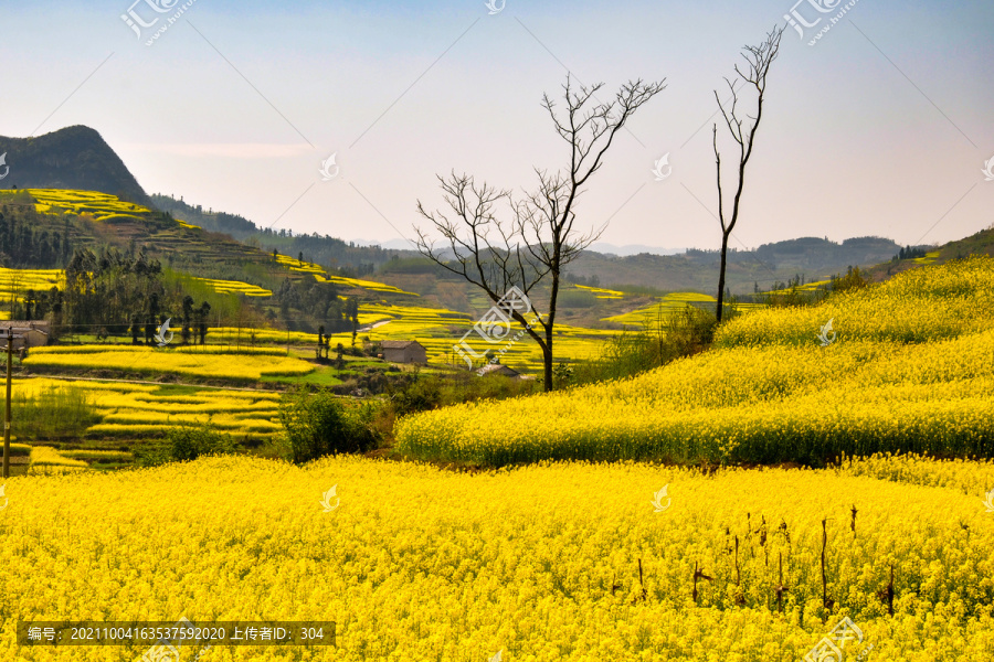 金灿灿的云南师宗罗平油菜花