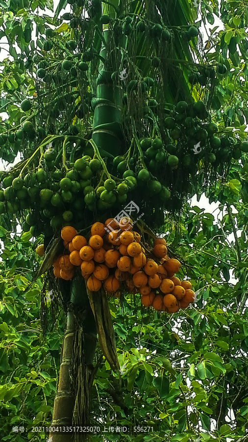 棕榈树果实
