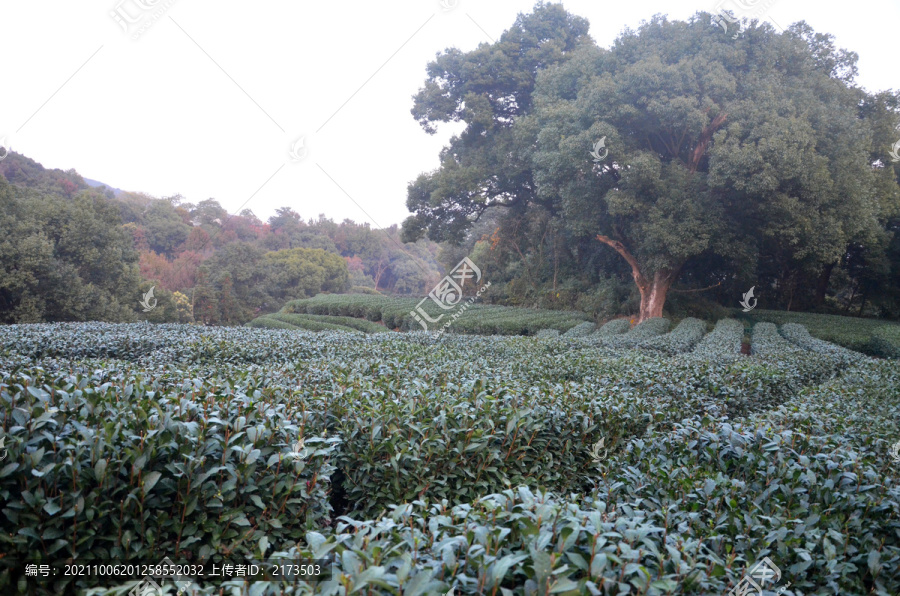 杭州九溪茶叶种植基地