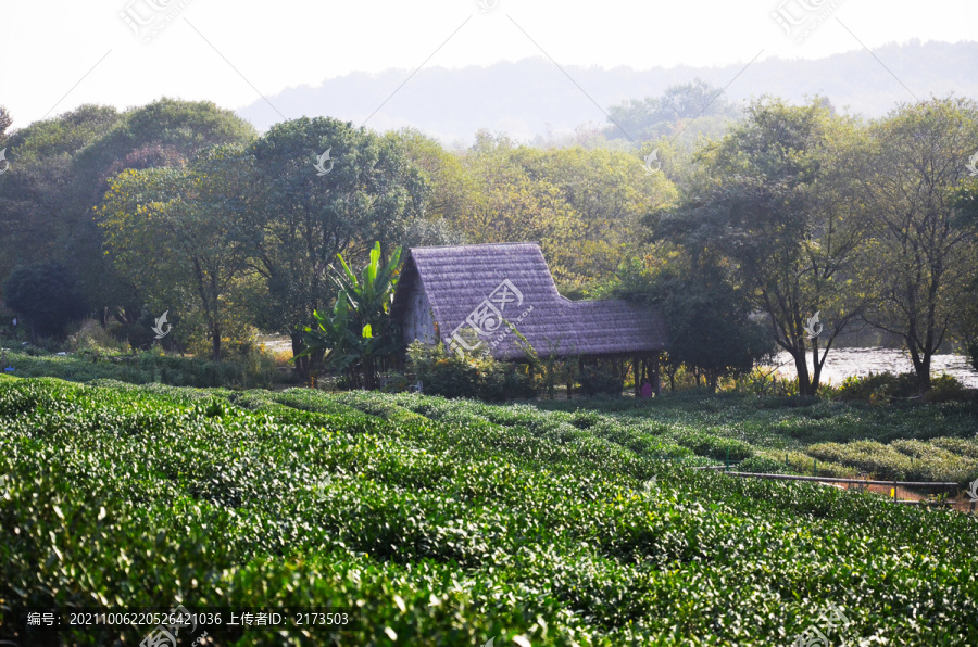 茅屋