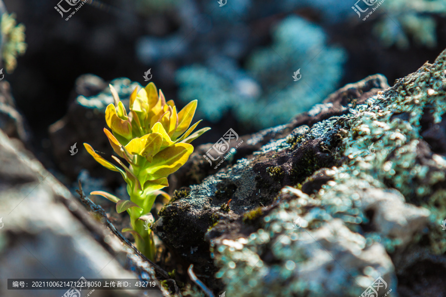 岩石新芽发芽苔藓阳光生命