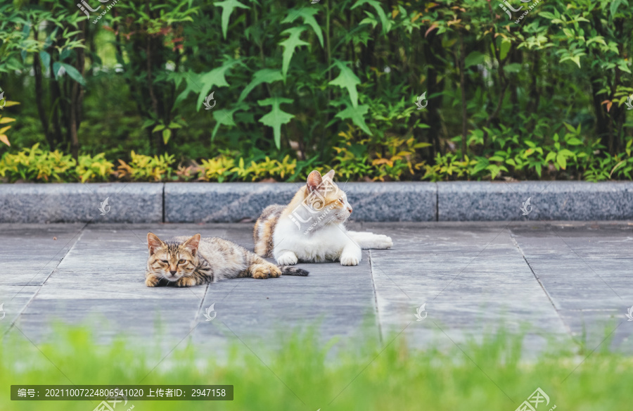 在室外的可爱小猫咪