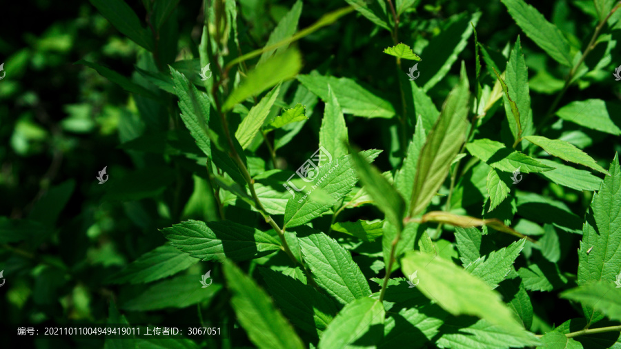 树荫满地日当午