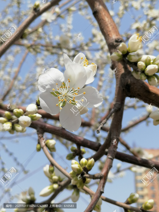 桃花