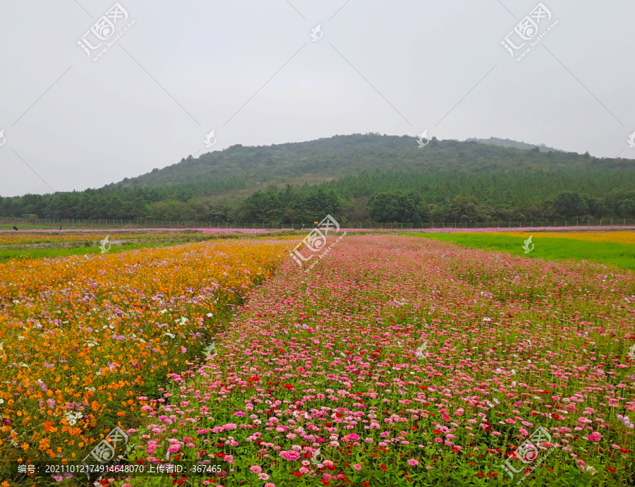 三瓜公社小镇花海