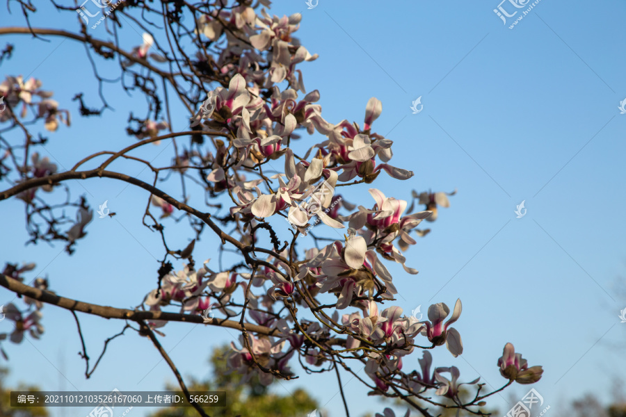 玉兰花