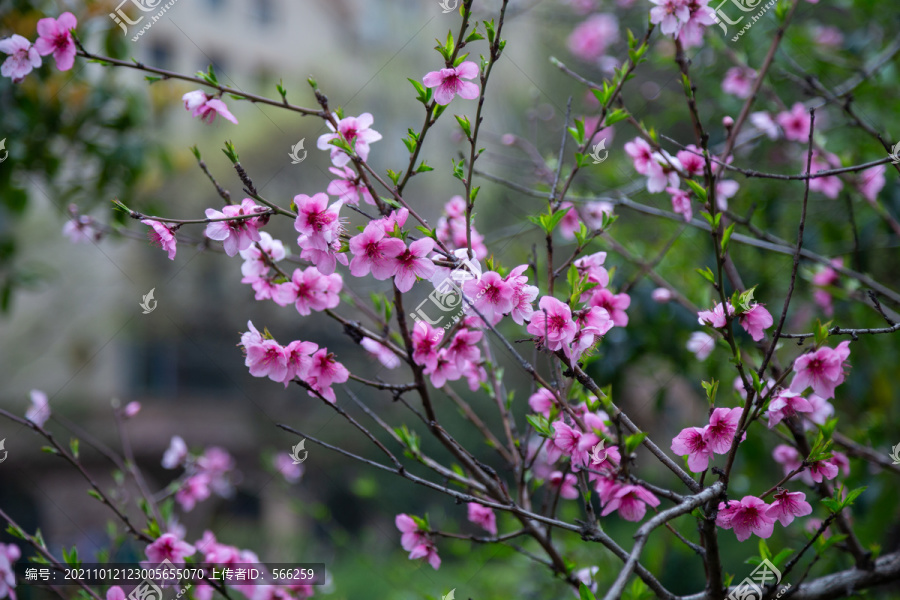 桃花