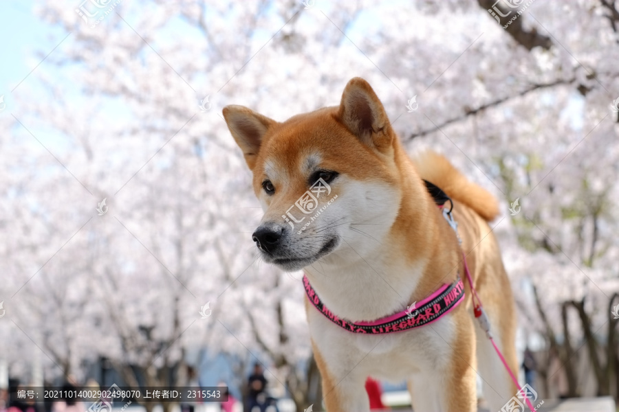 樱花与柴犬