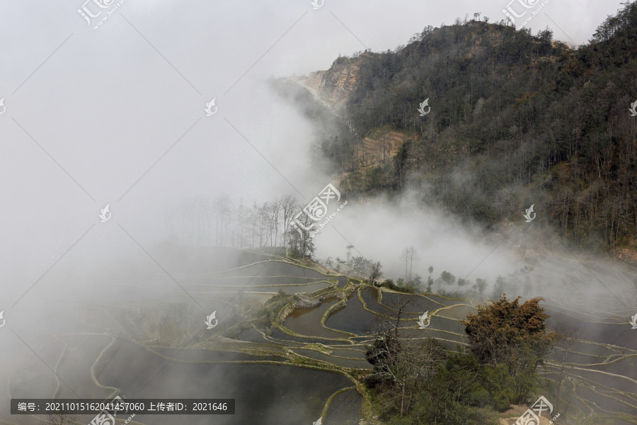 田野树林仙境雾色梯田自然景观