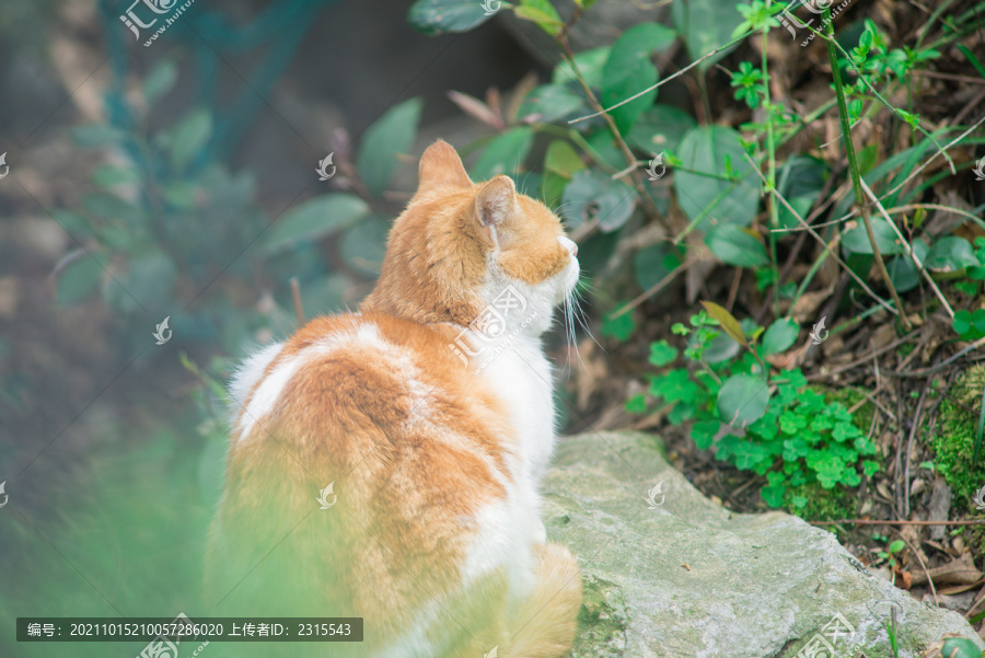 流浪橘猫