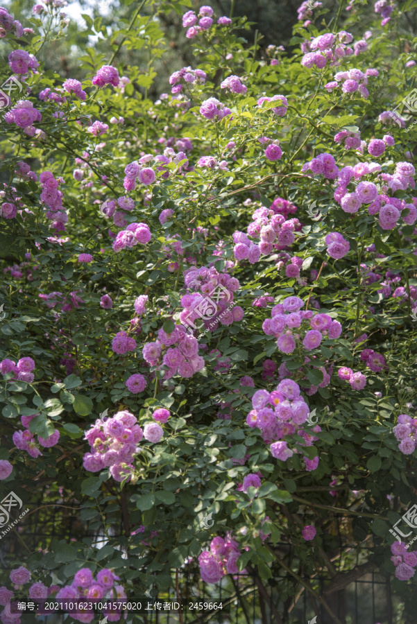 北京奥林匹克森林公园蔷薇花开