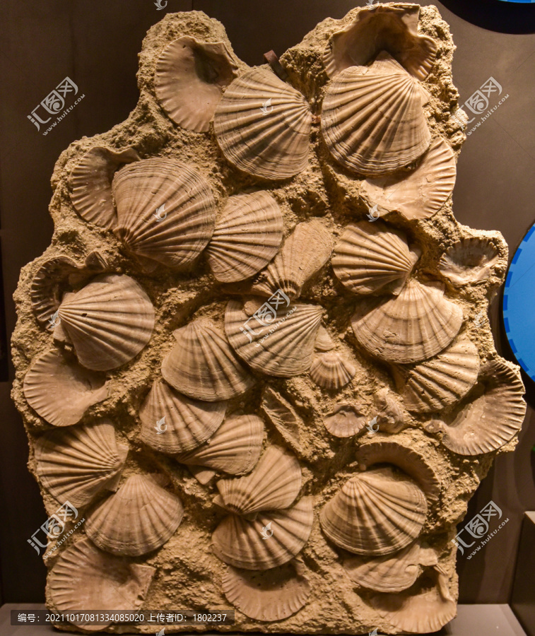 扇贝化石