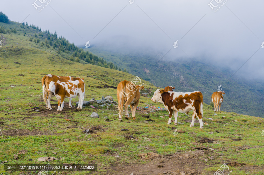高山草甸牧牛