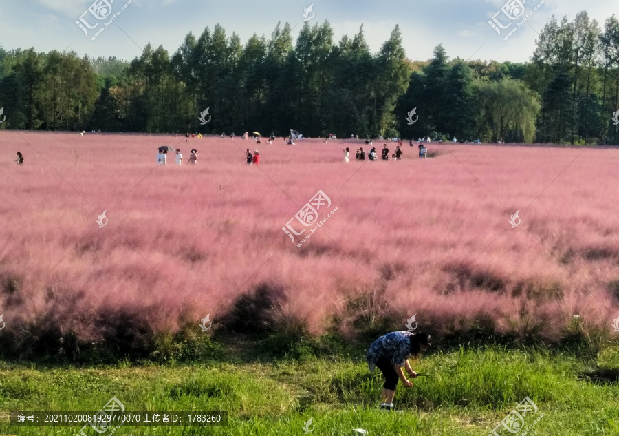 粉黛乱子草