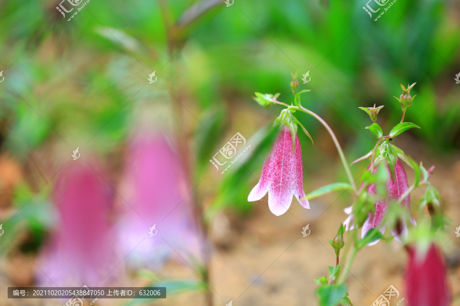 灯笼花