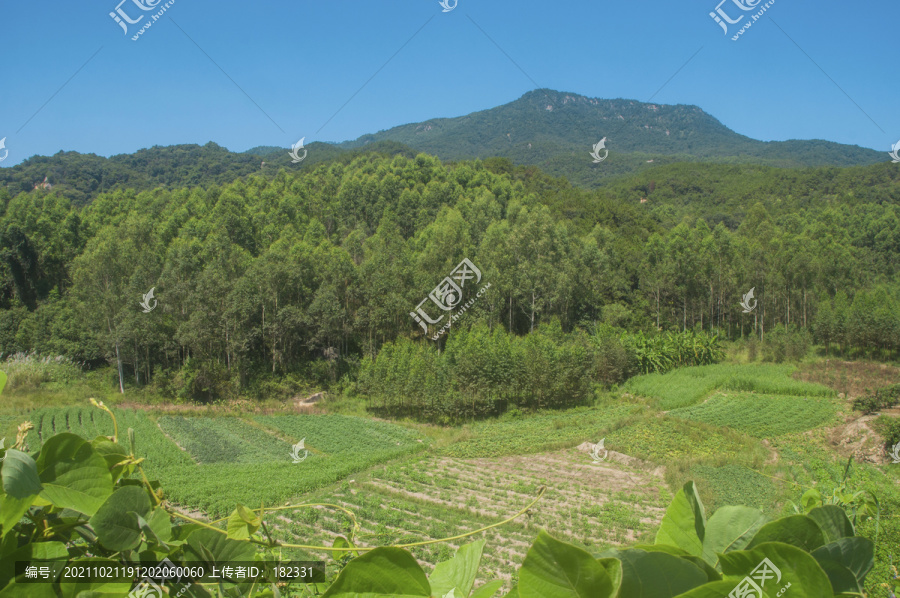 山岭田地